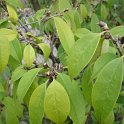 Sycopsis sinensis